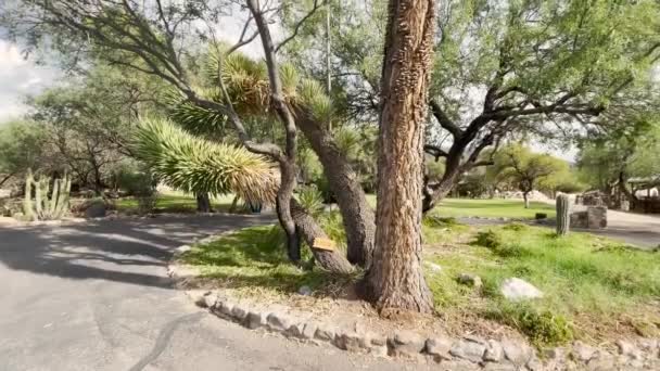Duża Palma Yucca Odchylony Strzał — Wideo stockowe
