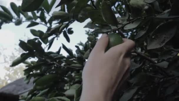 Eine Nahaufnahme Einer Frau Die Von Hand Zitrone Von Einem — Stockvideo