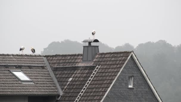 Tre Uccelli Cicogna Piedi Sul Tetto Una Casa Famiglia Germania — Video Stock
