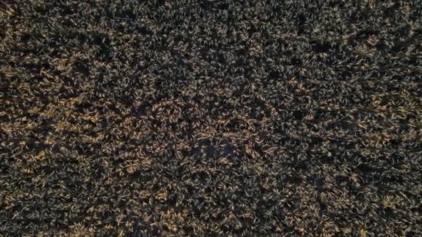 Aerian Sus Jos Piedestal Împușcat Câmp Cereale Aurii Preeriile Nord — Videoclip de stoc