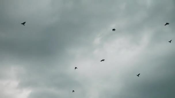 低低的 低沉的天气鸟儿在天空中飞翔 — 图库视频影像
