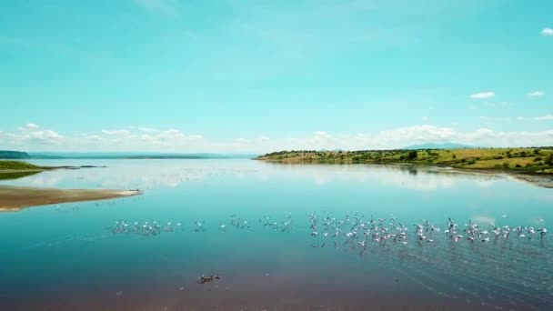 Manada Flamencos Volando Sobre Agua Transparente Del Lago Magadi Kenia — Vídeos de Stock