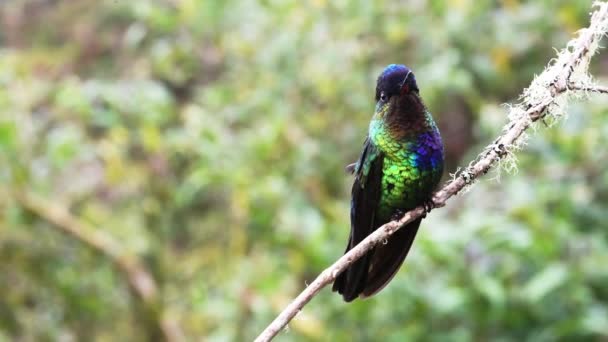 Costa Rica Hummingbird Eldig Throated Hummingbird Panterpe Insignis Fågel Närbild — Stockvideo