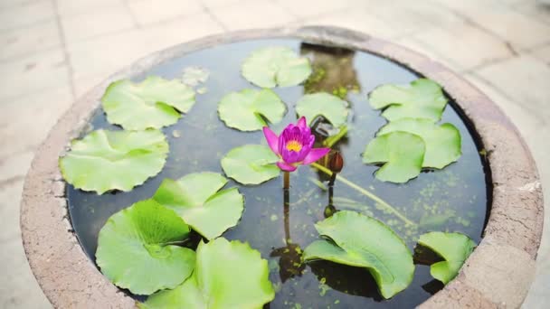 Pink Purple Lotus Flower Buddhist Temple Detail Bangkok Thailand Temple — Vídeos de Stock