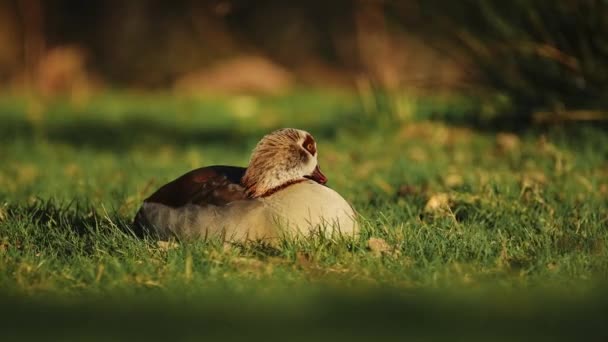 Ganso Egipcio Acostado Hierba Bajo Sol Viento Reino Unido Pájaro — Vídeos de Stock