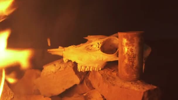 Animal Skull Drys Fire Après Une Chasse Réussie Gros Plan — Video
