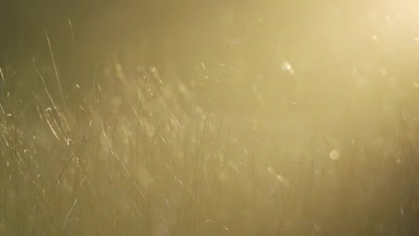 Grass Swaying Wind Close Beautiful Golden Warm Sunlight Orange Sun — Video