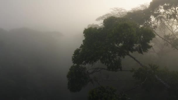 Aerial Drone Kilátás Éghajlatváltozásra Globális Felmelegedés Természetvédelem Costa Rica Misty — Stock videók