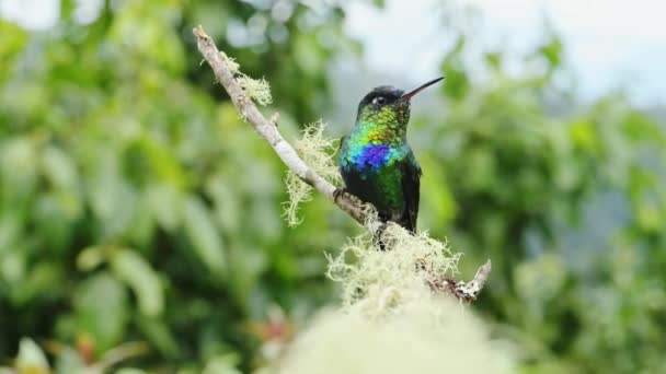 コスタリカの火が噴き出すハチドリ パンテープの象徴 鮮やかな色の虹色の羽の鳥の肖像 美しい野生生物の自然保護と自然界の背景ビデオ — ストック動画