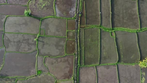 Vista Aérea Cima Para Baixo Campo Arroz Vazio Ubud Bali — Vídeo de Stock