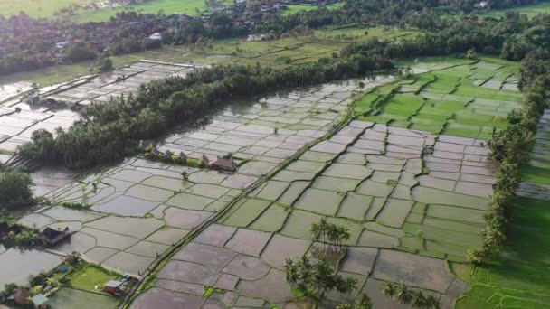 Szeroka Panorama Powietrza Pustego Pola Ryżu Wschodzie Słońca Ubud Bali — Wideo stockowe