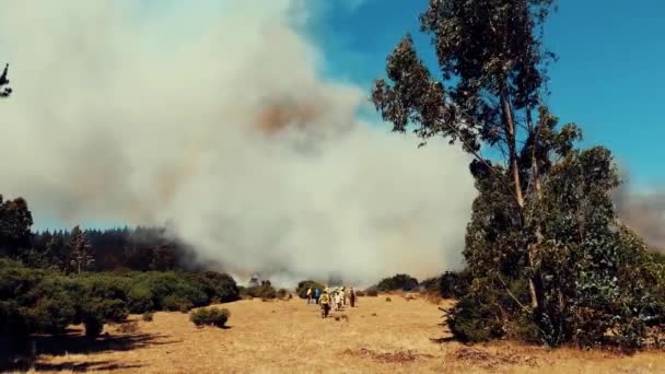 Divoký Požární Les Během Léta — Stock video