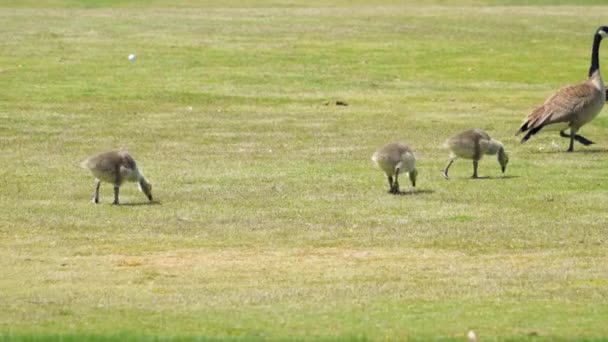 Mother Canada Goose Her Goslings Fairway Golf Course — Stock Video