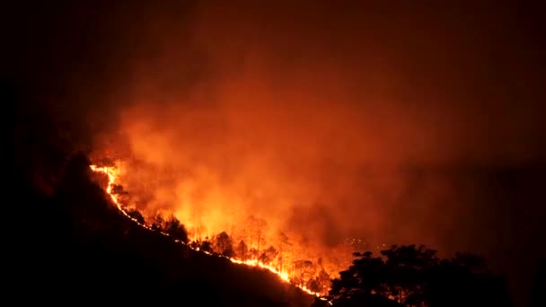 Ночной Лесной Пожар — стоковое видео