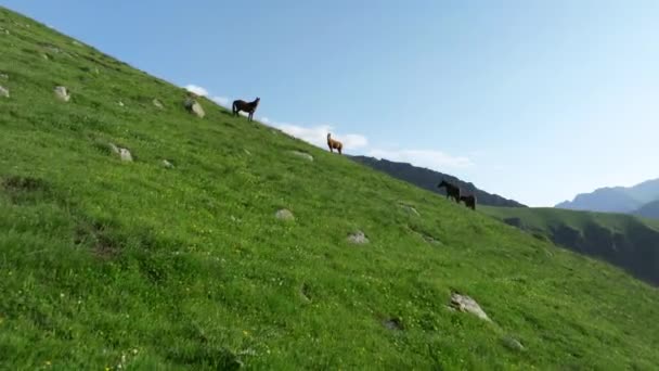 Cavalos Nas Montanhas Verdes Região Kazbegi Geórgia Tiro Drone Aéreo — Vídeo de Stock