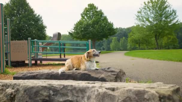 Χαρούμενο Όμορφο Σκυλί Ξαπλωμένο Στο Πάρκο Περιεχόμενο Σκυλί Χαμογελά Και — Αρχείο Βίντεο