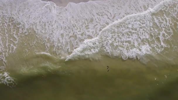 Voar Aéreo Paralelo Ondas Como Eles Atingem Uma Praia Osprey — Vídeo de Stock