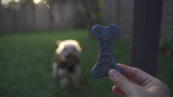 Stationary Slow Motion Footage Toy Bone Being Handheld Presented Cheerful — Stock Video