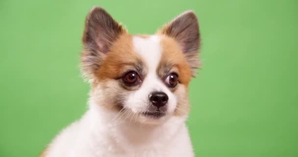 Dikkatlice Kameraya Bakan Chihuahua — Stok video