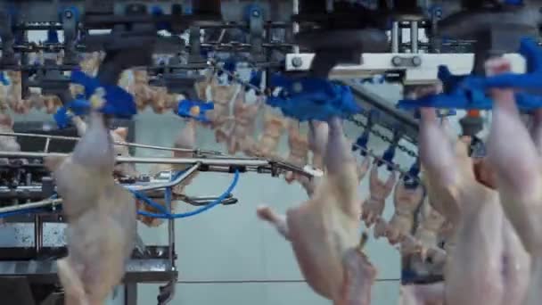 Průmysl Zpracování Drůbeže Výrobní Linka Syrového Kuřecího Masa Zařízení Zpracování — Stock video