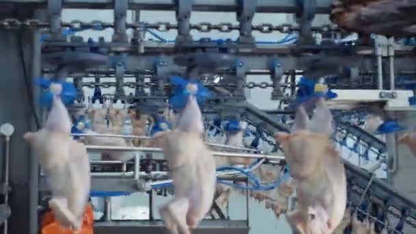 養鶏業 生の鶏肉生産ライン 養鶏場 食品工場用コンベアベルト ブロイラー肉プロセスで自動機械 屠殺場の近代的な設備 — ストック動画