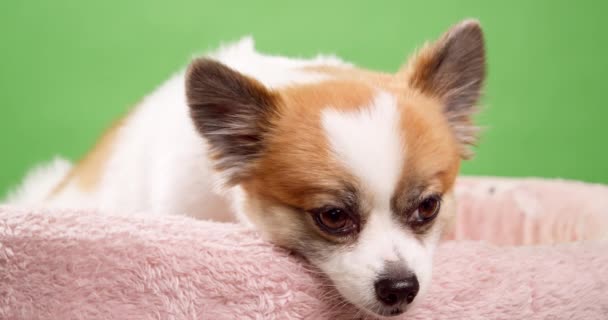 Chihuahua Hond Liggend Zijn Bed Gefilmd Studio Met Groene Chroma — Stockvideo