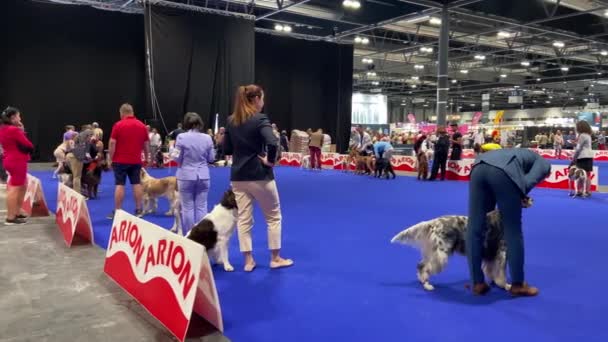 Exposición Canina Ifema Madrid 2022 Evento Internacional Diferentes Razas Perros — Vídeos de Stock