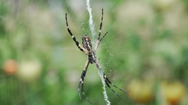 Ventrální Pohled Žlutý Zahradní Pavouk Webu Rozmazaným Pozadím Zavřít — Stock video