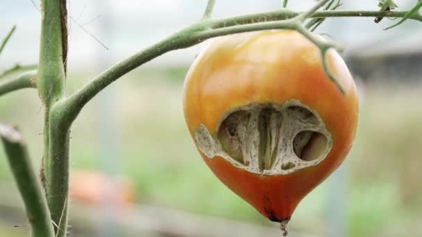 木のつるに昆虫によって食べられ 回転トマトを熟す 終わりだ — ストック動画