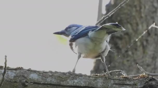 Bluejay Pták Najít Červy Odletět Větve Stromu Zavřít Pohled — Stock video