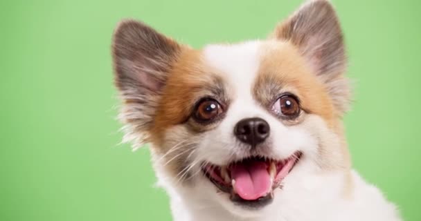 Şirin Chihuahua Yeşil Arka Planda Çekilmiş Stüdyoda Kroma Anahtarı — Stok video