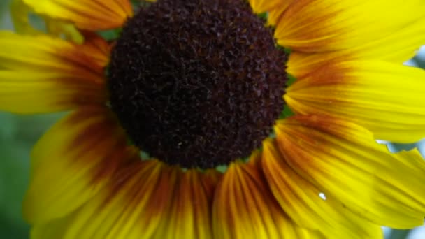 Zoomed Seeds Sunflower Bloom Field Inglés Zoom Out Cámara Lenta — Vídeos de Stock