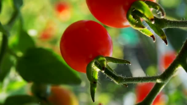 Vertikaler Schuss Eines Bündels Roter Reifer Tomaten Weinstock Bei Sonnenuntergang — Stockvideo