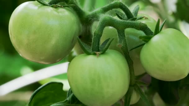 Πράσινες Άγουρες Ντομάτες Που Κρέμονται Στο Αμπέλι Στον Κήπο Κλείσιμο — Αρχείο Βίντεο