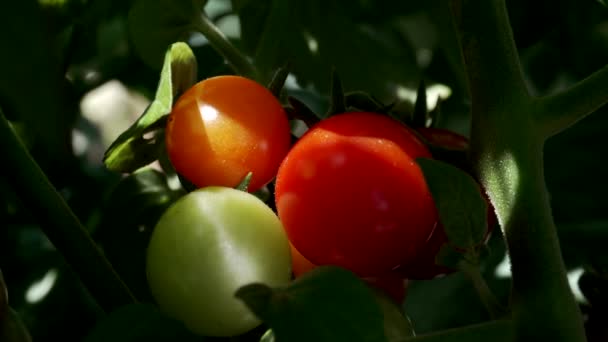 Nahaufnahme Von Grünen Und Roten Tomaten Die Garten Reifen Und — Stockvideo