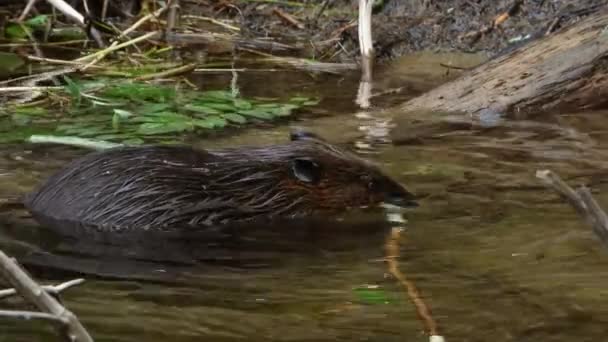 浅い森の水で働く雄大なアメリカのビーバー 静的なビュー — ストック動画