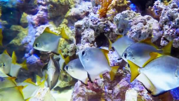 School Silver Moony Corals Large Aquarium Singapore — Stock Video