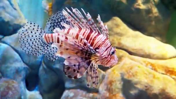 Lionfish Detalj Akvarium Ekosystem — Stockvideo