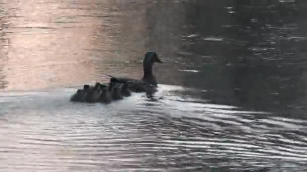가족은 인생의 강에서 중요하다 오리와 오리는 수영한다 — 비디오