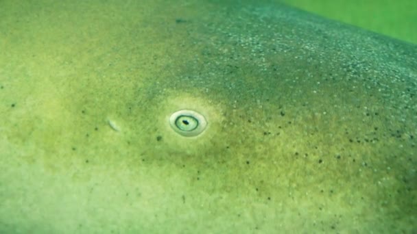 浅绿色水族馆鲨鱼眼部细节 — 图库视频影像