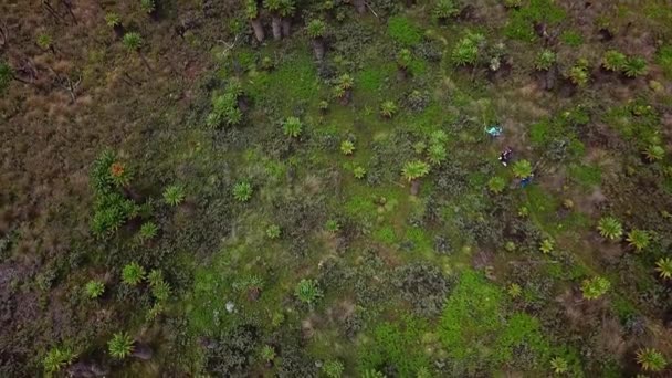 Top View Hikers Exotic Wilderness Mount Elgon Trek Border Uganda — Stock Video