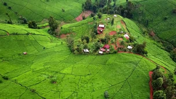 Landscape Green Tea Plantation Highlands Kenya Africa Aerial Drone Shot — Stock Video