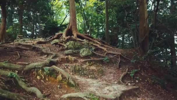 Vandring Japan Antenn Zooma Från Bergstoppen Förbi Helgedomen För Att — Stockvideo