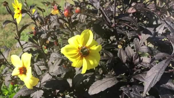 Långsam Rörelse Bilder Honungsbin Samla Pollen Från Gula Blommor — Stockvideo