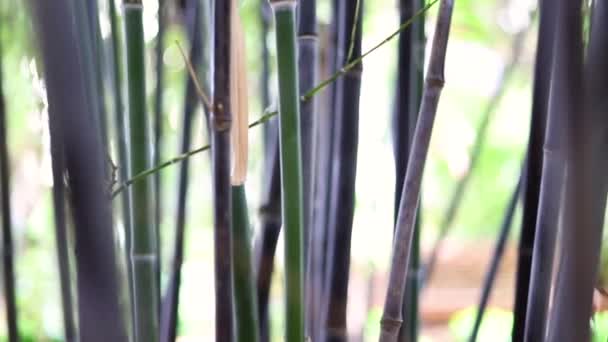 Bambú Negro Chino Bambú Verde Cámara Lenta Zen Parque Botánico — Vídeo de stock