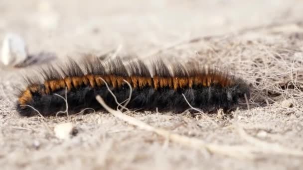 Close Shot Fox Moth Caterpillar Moving Left Right Dry Dirt — Stock Video