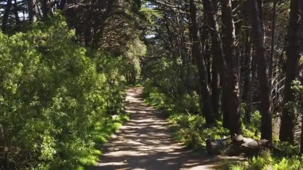 Forest Walkway Żadnych Ludzi Wellington Nowa Zelandia Słoneczny Dzień Wiatrem — Wideo stockowe