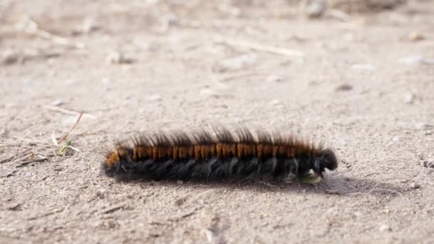 Close Shot Fox Moth Caterpillar Moving Left Right Dry Dirt — Stock Video