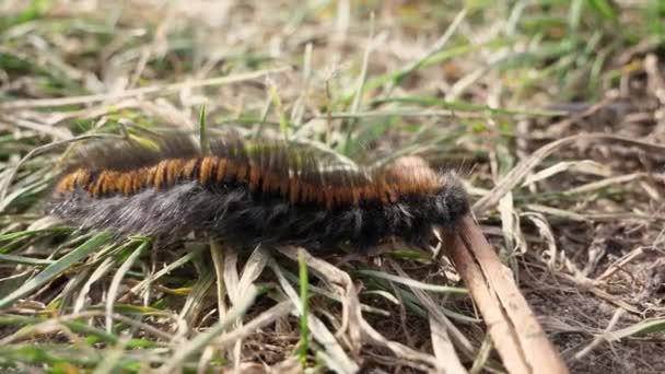 Крупный План Fox Moth Caterpillar Движущийся Слева Направо Пересекающий Свежую — стоковое видео