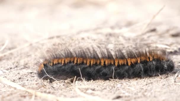 Close Shot Fox Moth Caterpillar Moving Left Right Out Shot — Stock Video